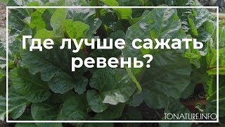 Где лучше сажать ревень? | toNature.Info