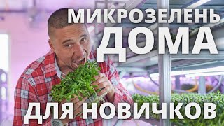 Микрозелень дома методы выращивания огород на окне в квартире на балконе мини огород на балконе