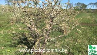 Формировка, обрезка алычи, сливы, вишни, черешни, абрикоса, персика кустом.
