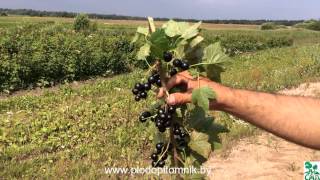 Смородина чёрная сорт Экзотика