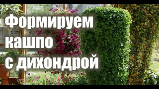 ДИХОНДРА. Формируем в кашпо.