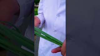 Многолетний лук батун на перо. Какой сорт лука батуна посеять.