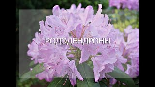 Вебинар "Рододендроны"