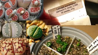 Литопсы из семян / Lithops From Seed