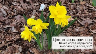 Цветение нарциссов, сезон 2022 | Какие нарциссы выбрать? - 21 сорт нарциссов