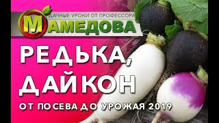⭐ Как Вырастить РЕДЬКУ и ДАЙКОН. От Посева до Урожая.