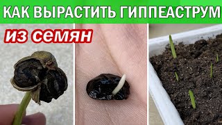 Как ВЫРАСТИТЬ ГИППЕАСТРУМ ИЗ СЕМЯН в домашних условиях. Как посадить семена и ухаживать за ними