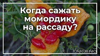 Когда сажать момордику на рассаду? | toNature.Info