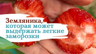 Садовая земляника Красная сенсация. Чудо голландской селекции