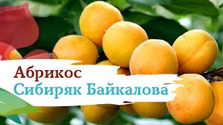 Абрикос Сибиряк Байкалова