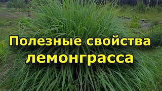 Применение и полезные свойства лемонграсса