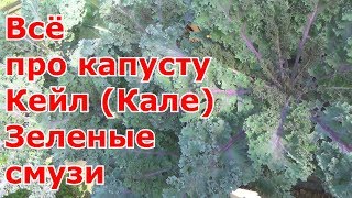 Листовая капуста Кейл (Кале). От посева до сбора урожая и приготовления. Зеленые смузи из капусты
