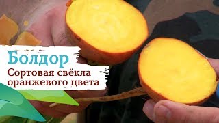 Свекла Болдор
