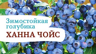 Зимостойкая голубика Ханна Чойс