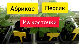 ⚫ Абрикос из косточки / Персик из косточки / Стратификация / Прорастание косточек абрикоса