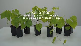 Виноград. Сорта винограда. Описание. Фото. Саженцы