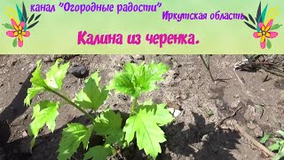 Калина из черенка