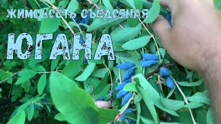 Жимолость сорт ЮГАНА. Лучший сорт жимолости (на наш взгляд) из более чем ста сортов у нас в наличии.