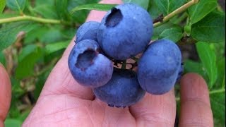 Черника садовая .Советы огородникам.