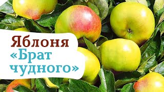«Брат Чудного». Яблоня , способная расти и плодоносить даже в экстремальных условиях