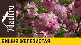 Вишня железистая - сакура средней полосы - 7 дач
