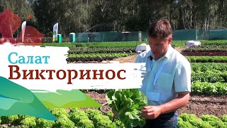 Салат Викторинос