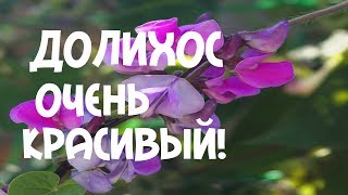 ДОЛИХОС, ГИАЦИНТОВЫЕ БОБЫ. КАК ПРОРАСТИТЬ БЫСТРО?