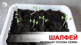 Шалфей. Посев семян. Результат всходов.