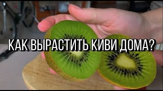КАК ВЫРАСТИТЬ КИВИ ДОМА. ВЫРАЩИВАЕМ КИВИ НА ПОДОКОННИКЕ, ЭКЗОТИЧЕСКИЕ ФРУКТЫ ДОМА