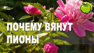 Неожиданно поникли пионы. Причины увядания пионов на кусту, как  избежать.