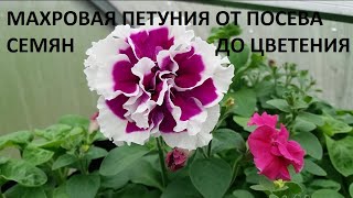 Махровая петуния от А до Я.