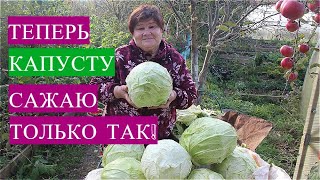 Лучший способ выращивания капусты! Показываю результат. Обязательно попробуйте в новом сезоне!