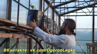 Выращивание БАМИИ в горшках. Полезные свойства. Гигантские и вкусные стручки