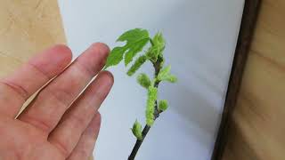 Broussonetia papyrifera. Бруссонетия или Японская бумажная шелковица вариегатная, цветение