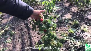 Малина ремонтантная сорт Бриллиантовая