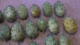Кивано, опыт выращивания. / Cucumis metulifer