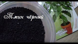 Тмин чёрный. Как прорастить семена для рассады?