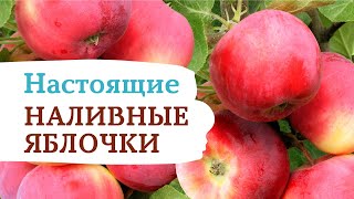 Яблоня «Серебряное копытце». То самое наливное яблочко из русских сказок!