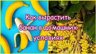 Сажаем банан. Мой опыт.