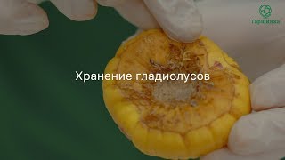 Хранение гладиолусов