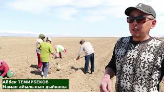 Маман айылында валериана отургузуу башталды!