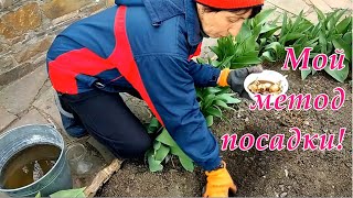 Знаете ли Вы Что нарциссы можно сажать весной! Как сделать чтобы уже в этом сезоне нарцисс зацвел!