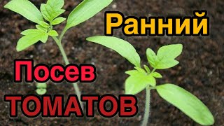 ПОСЕВ ПЕРВЫХ ТОМАТОВ ДЛЯ САМОГО РАННЕГО УРОЖАЯ! БУКЕТНЫЙ СПОСОБ