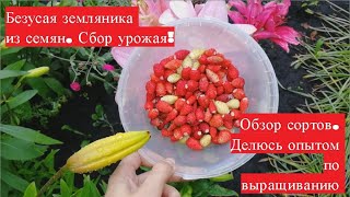 Ремонтантная, безусая земляника из семян. Обзор сортов. Делюсь опытом по выращиванию