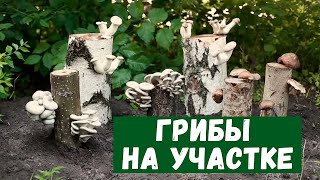Как вырастить грибы на даче. Как вырастить грибы из мицелия.