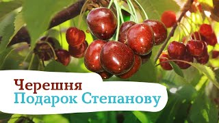 Морозостойкая черешня «Подарок Степанову»