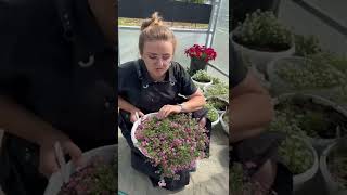Бакопа Розовый фонтан #семена #сад #дача #огород #семенаалтая