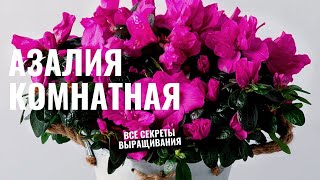 Азалия комнатная. Что любит или не любит. Как вырастить в домашних условиях. Разбираем ошибки.
