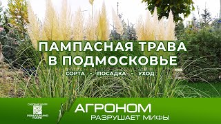 Пампасная трава (Кортадерия) в Подмосковье: правила выращивания