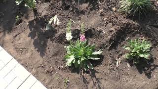 Многолетний цветок коровяк на моем участке зацвел в конце мая